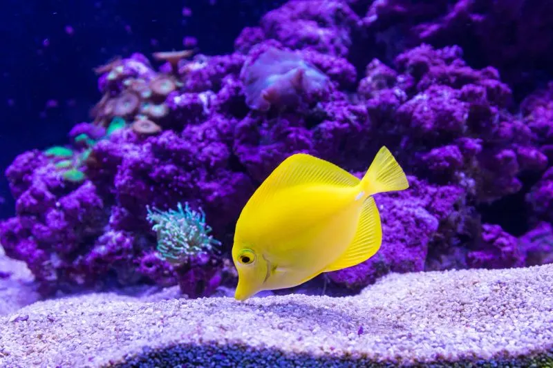 Qingdao Underwater World Aquarium, China