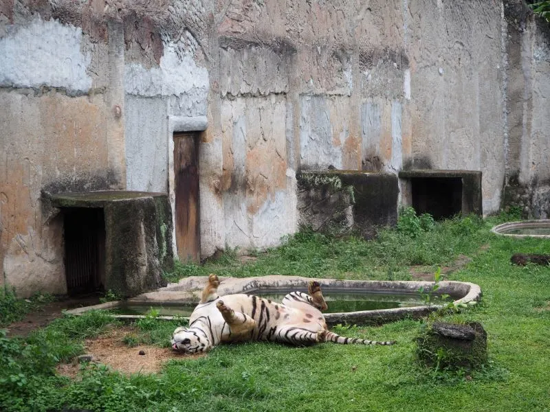 Ragunan Zoo Jakarta, Indonesia