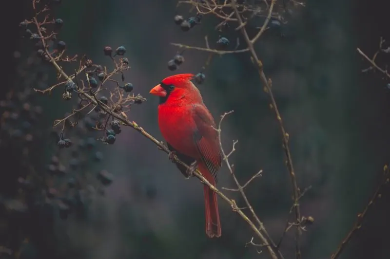 Soor Sarovar Bird Sanctuary agra, India