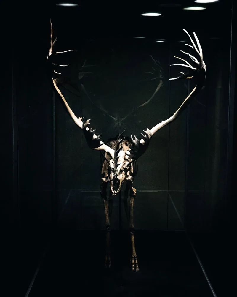 Strasbourg Zoological Museum,France