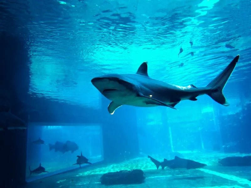 uShaka Marine World Durban, South Africa