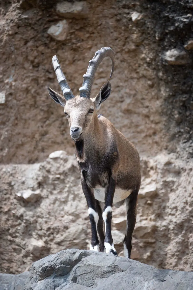 Arad Zoo, Romania