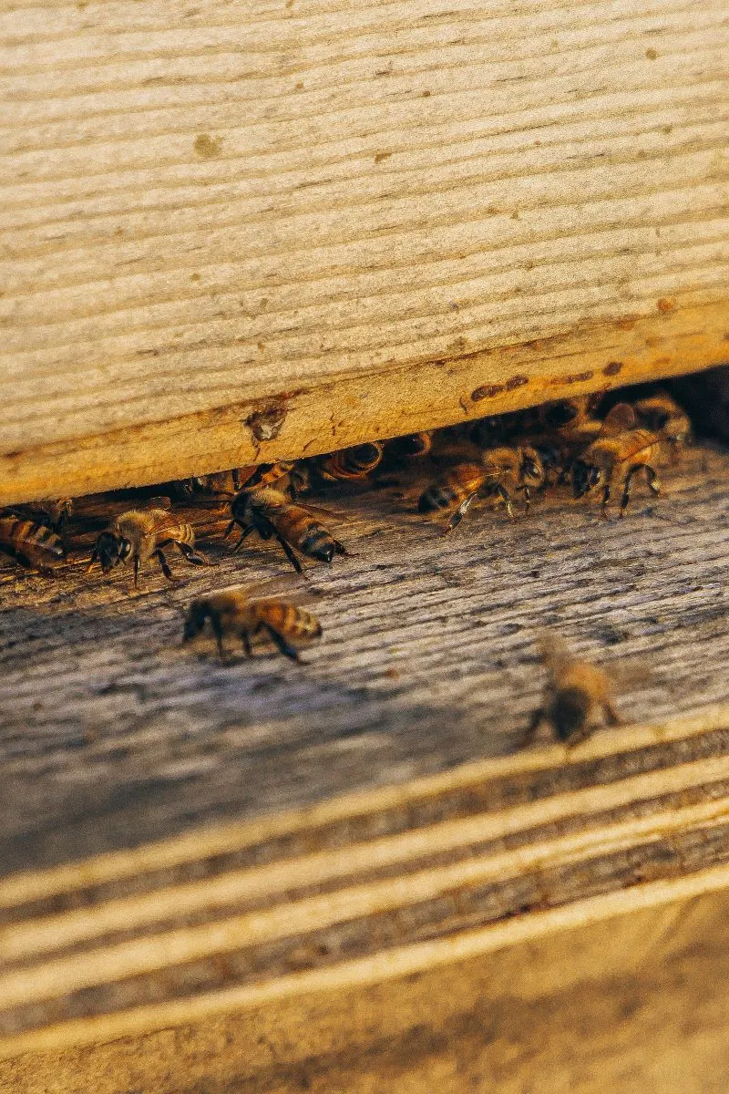 Bee Farm Ph&uacute; Quốc, Vietnam