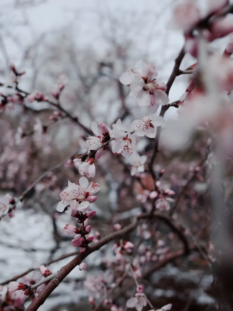 Beijing Botanical Garden, China