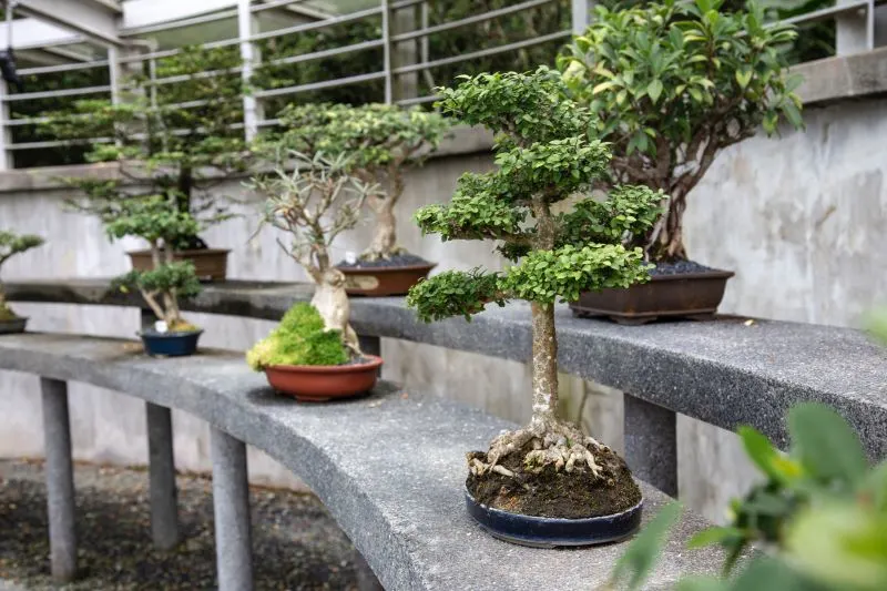 Bonsai Garden Kunming, China