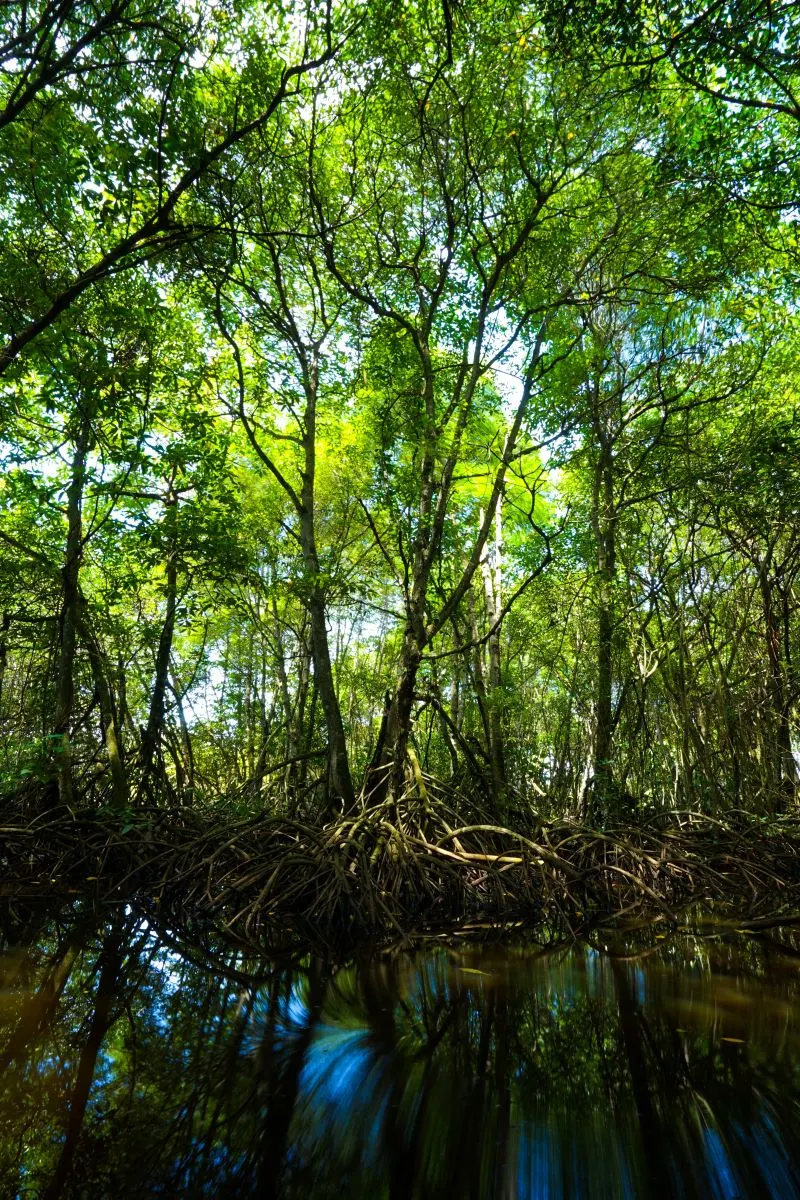 Can Gio Mangrove Biosphere Reserve Ho Chi Minh City, Vietnam