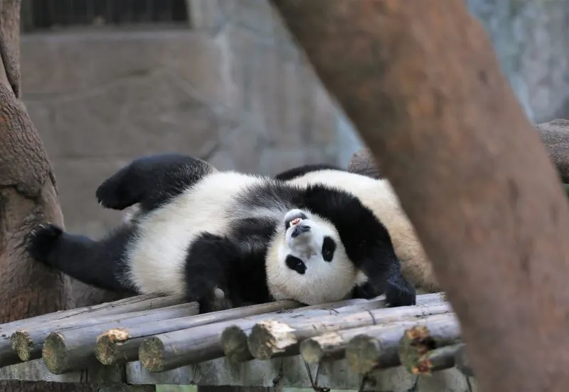 Chongqing Zoo, China