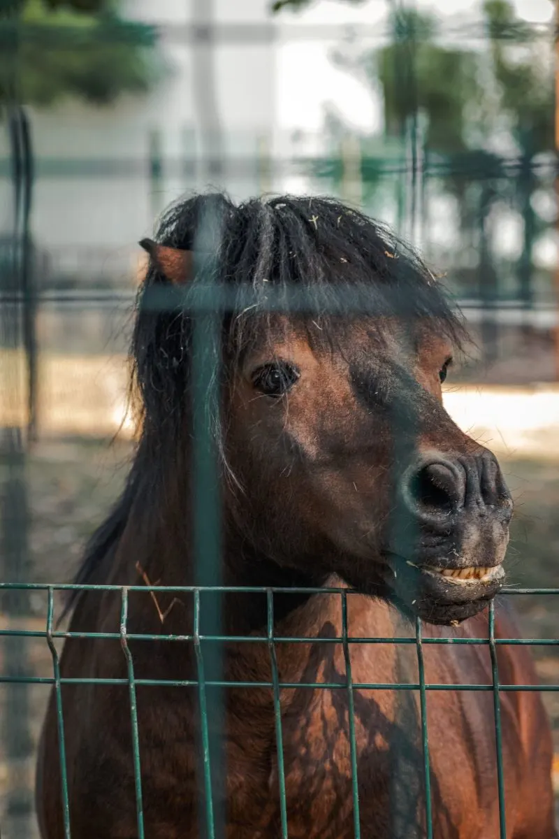 Craiova Zoo, Romania