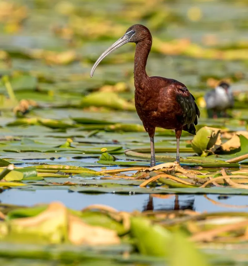 Danube Delta Constanta, Romania