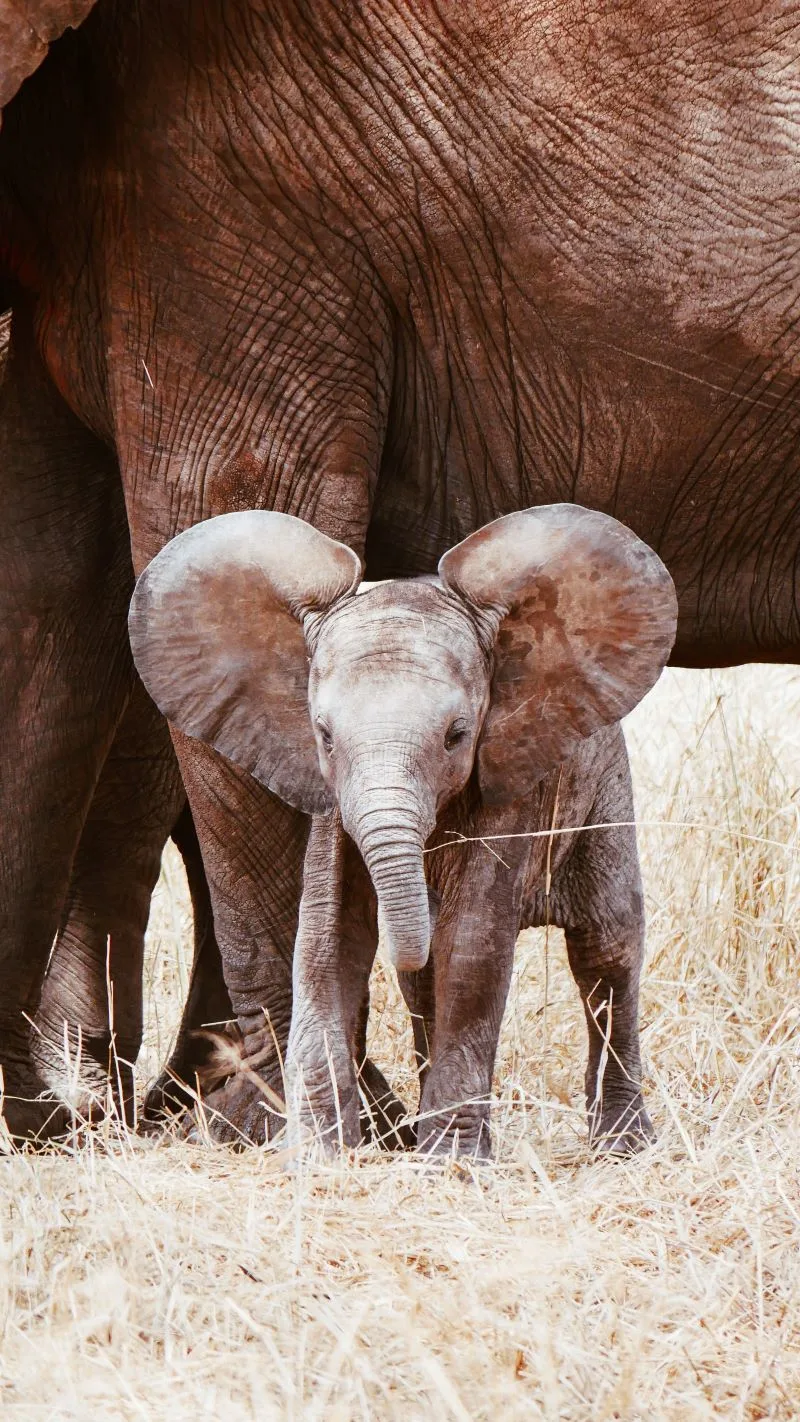 Daphne Sheldrick Elephant Orphanage Nairobi, Kenya
