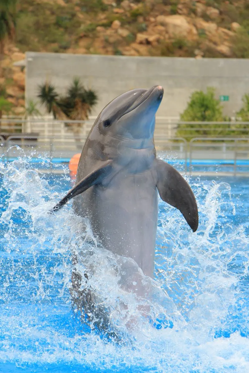 Dolphinarium Constanta, Romania
