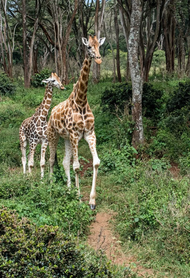 Giraffe Centre Nairobi, Kenya