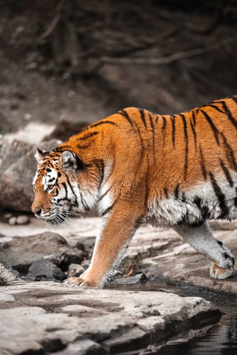 Khon Kaen Zoo, Thailand