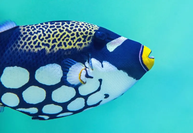 Konya Aquarium, Turkey