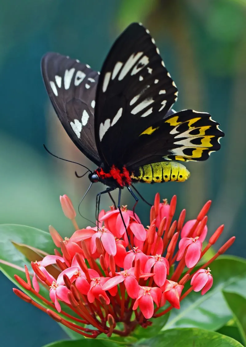 Konya Tropical Butterfly Garden, Turkey