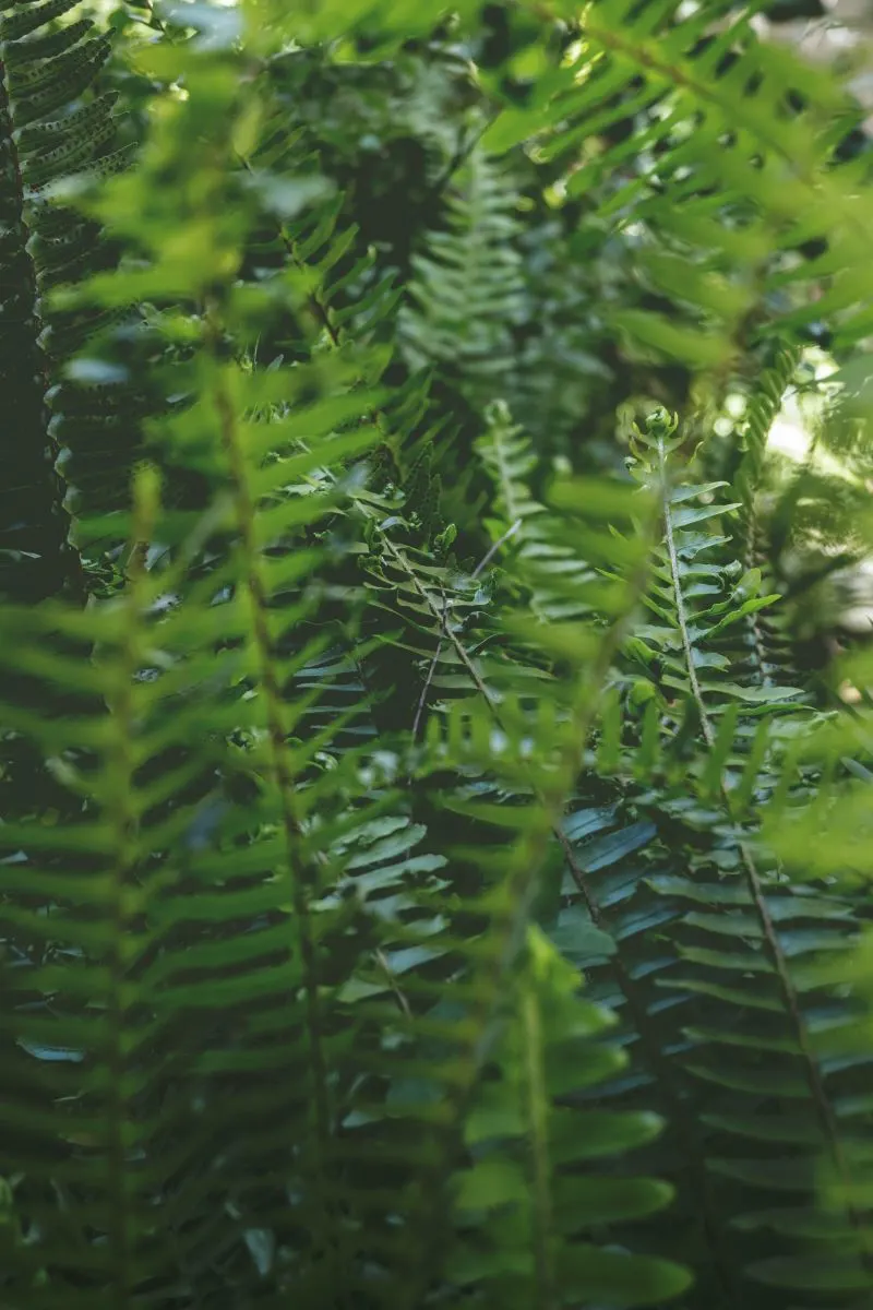 Kunming Botanical Garden, China