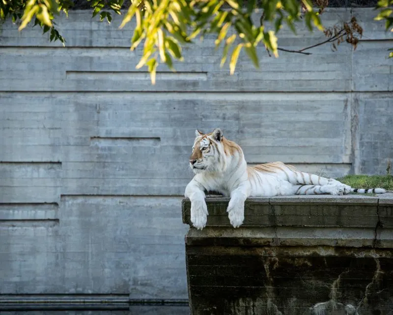 Kunming Zoo, China