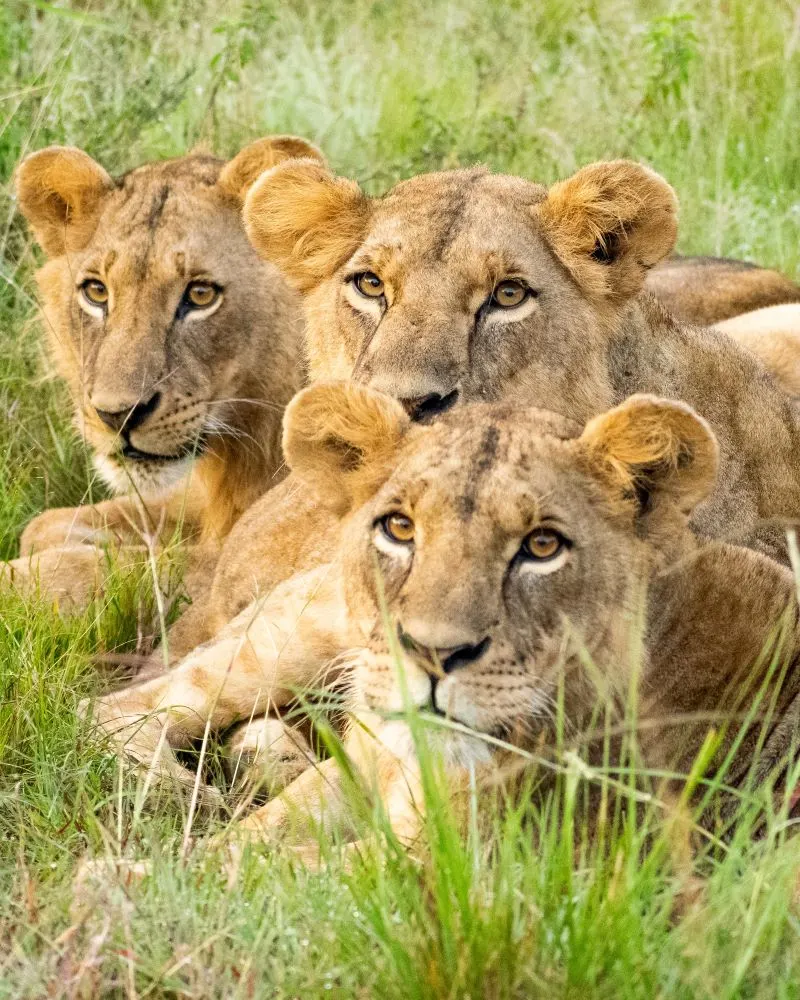 Nairobi National Park, Kenya