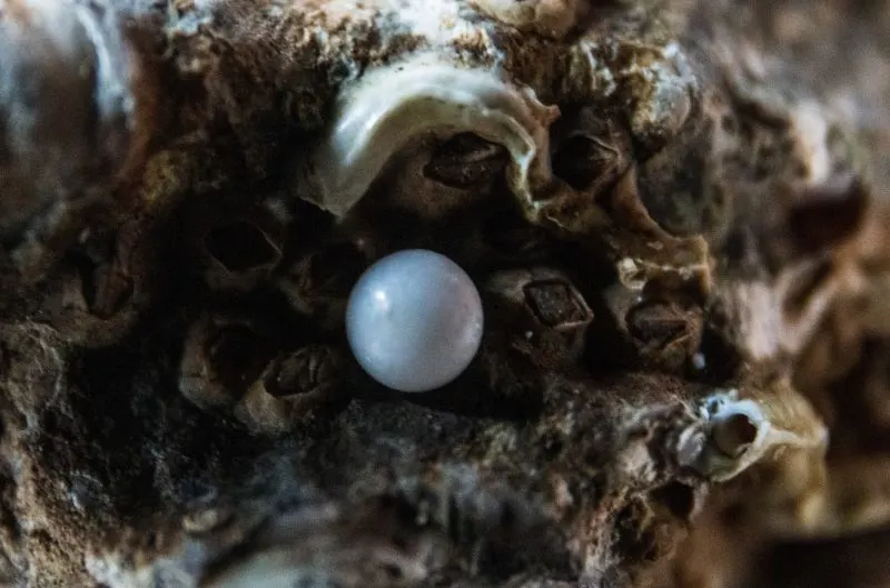 Pearl Farm Ph&uacute; Quốc, Vietnam