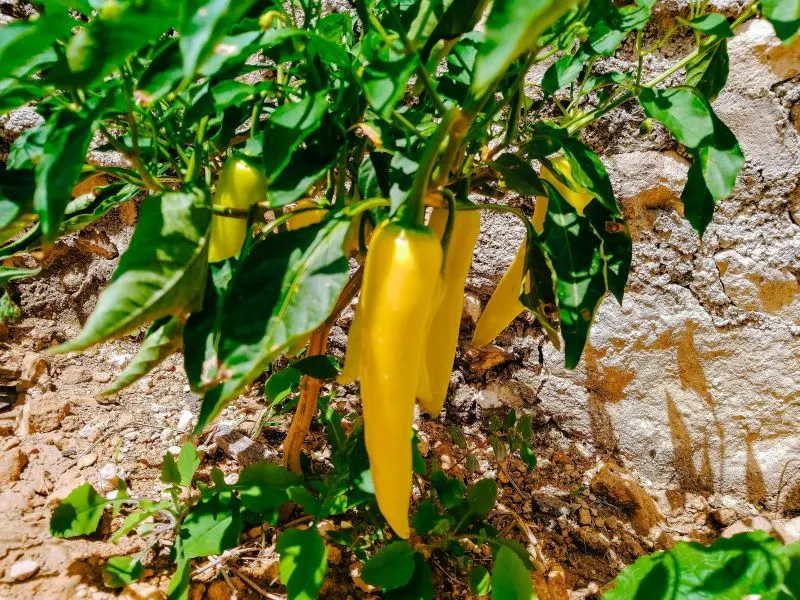 Pepper Farm Ph&uacute; Quốc, Vietnam