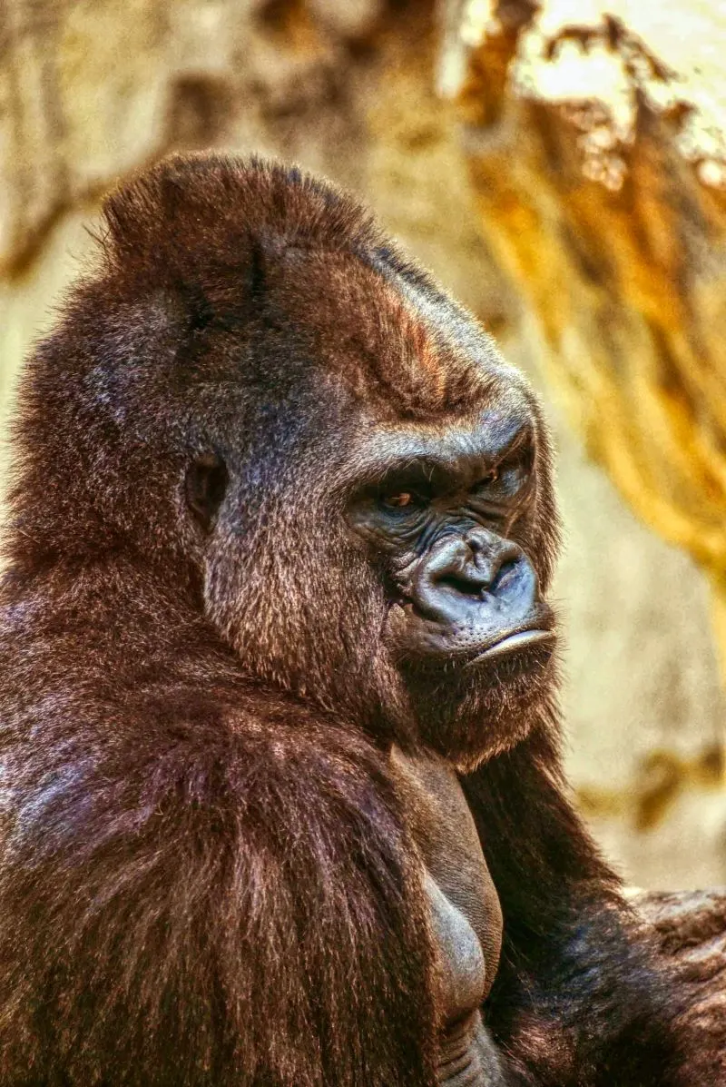 San Antonio Zoo, Texas