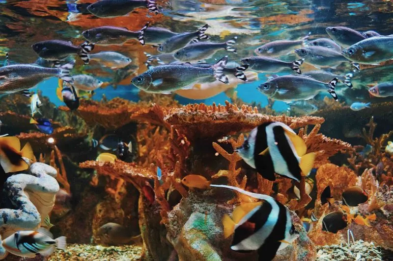 Songkhla Aquarium, Thailand