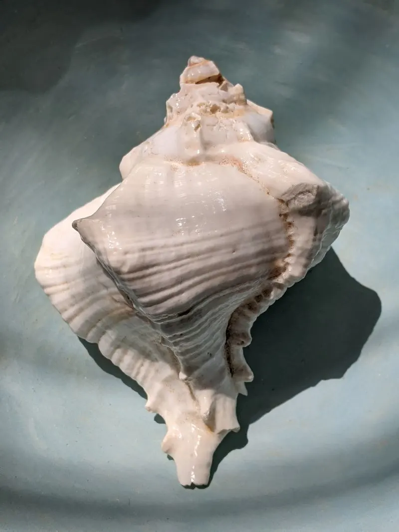Songkhla Sea Shell Museum, Thailand