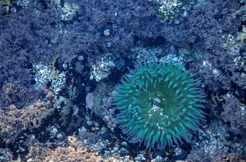 Tokyo Sea Life Park, Japan