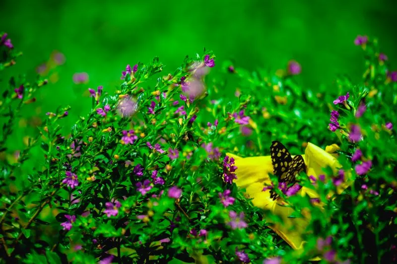 Valley of the Butterflies Rhodes, Greece
