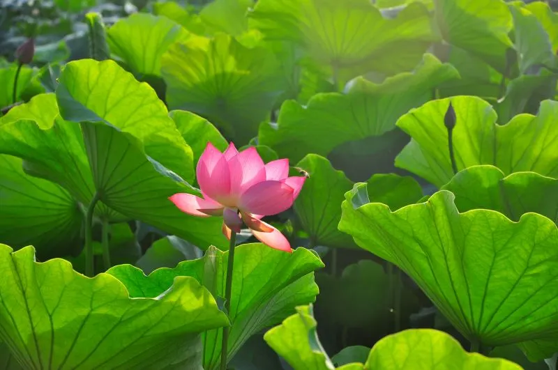 World Horticultural Expo Garden Kunming, China