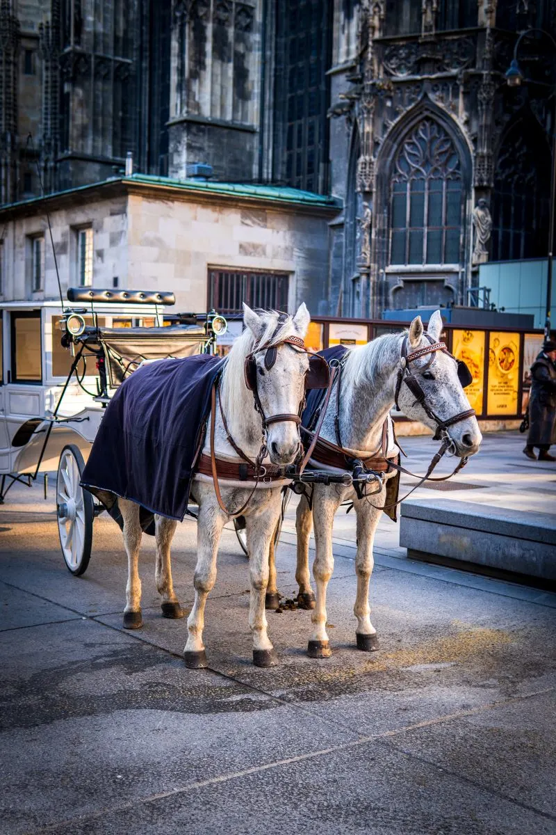 horse-drawn carriage Konya, Turkey