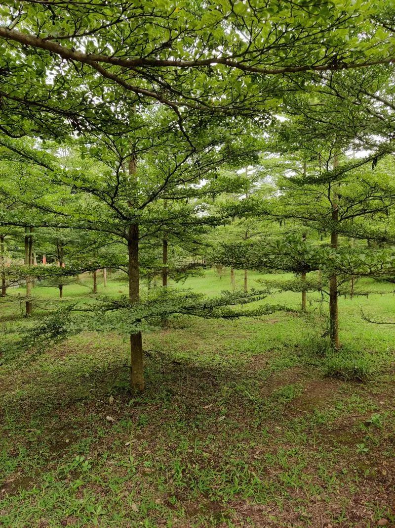 Araku Valley Visakhapatnam, India