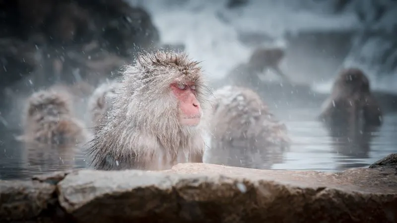 Arima Onsen Kobe, Japan