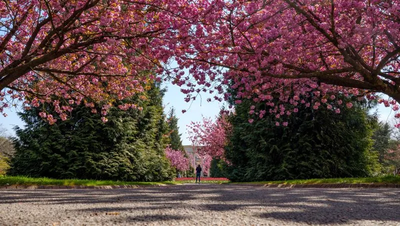 Bute Park Cardiff, Wales