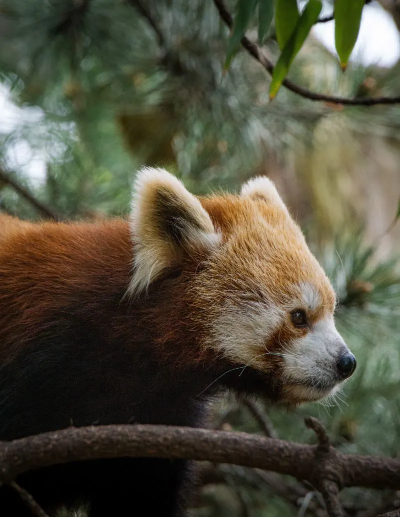 Chiba Zoological Park, Japan