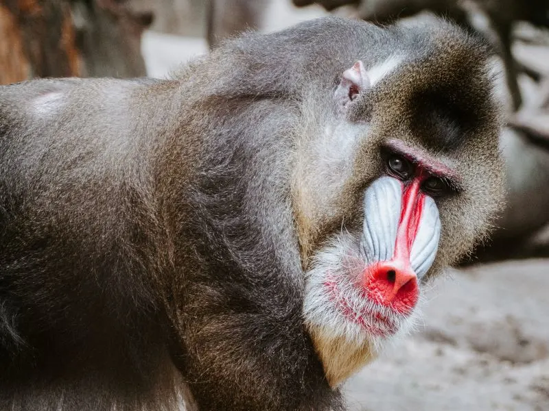 Gdańsk Zoo, Poland