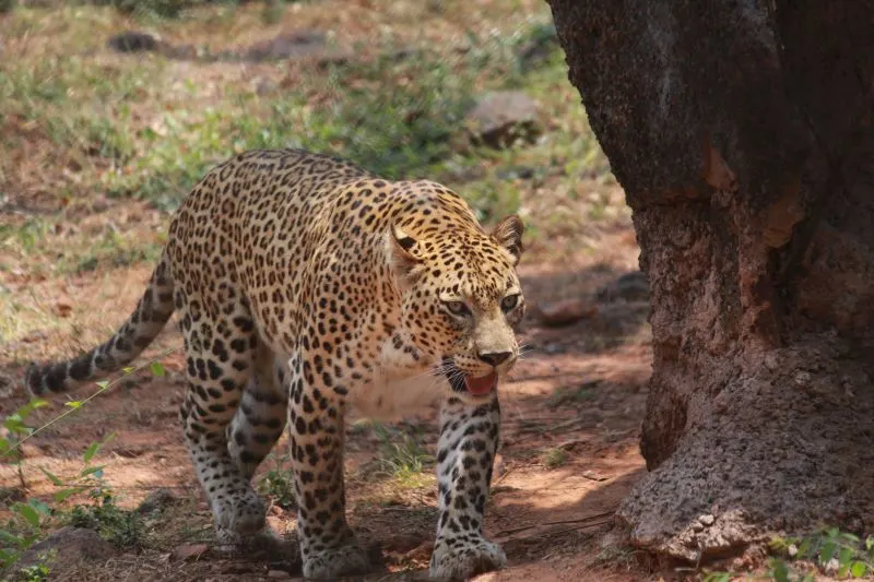 Kambalakonda Wildlife Sanctuary Visakhapatnam, India
