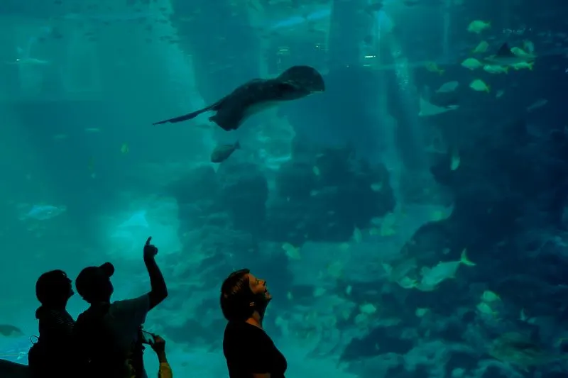 Kamogawa Sea World Chiba, Japan
