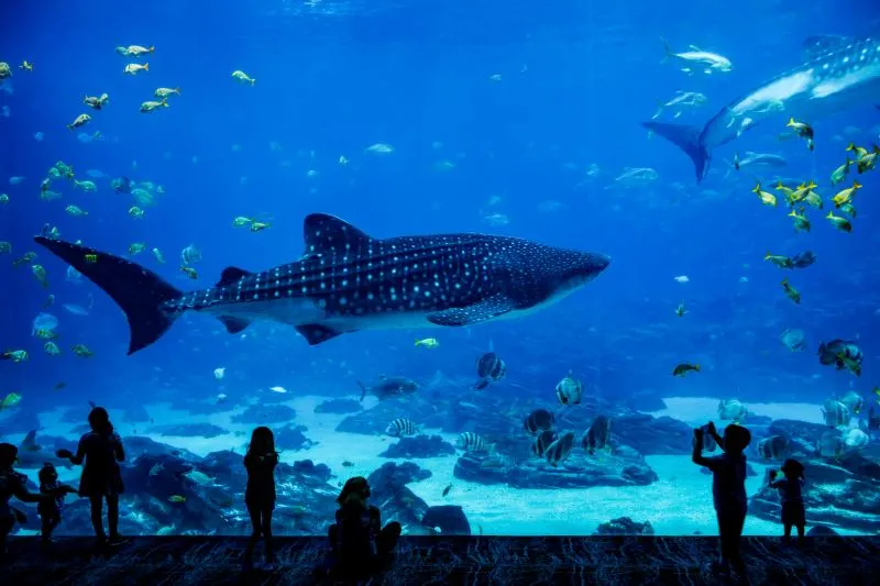Kobe City Suma Marine Aquarium, Japan