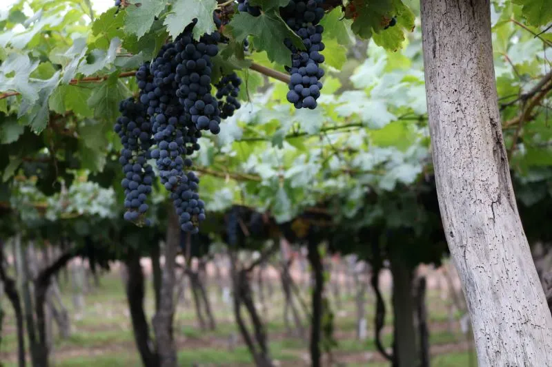 Malbec World Day Mendoza, Argentina