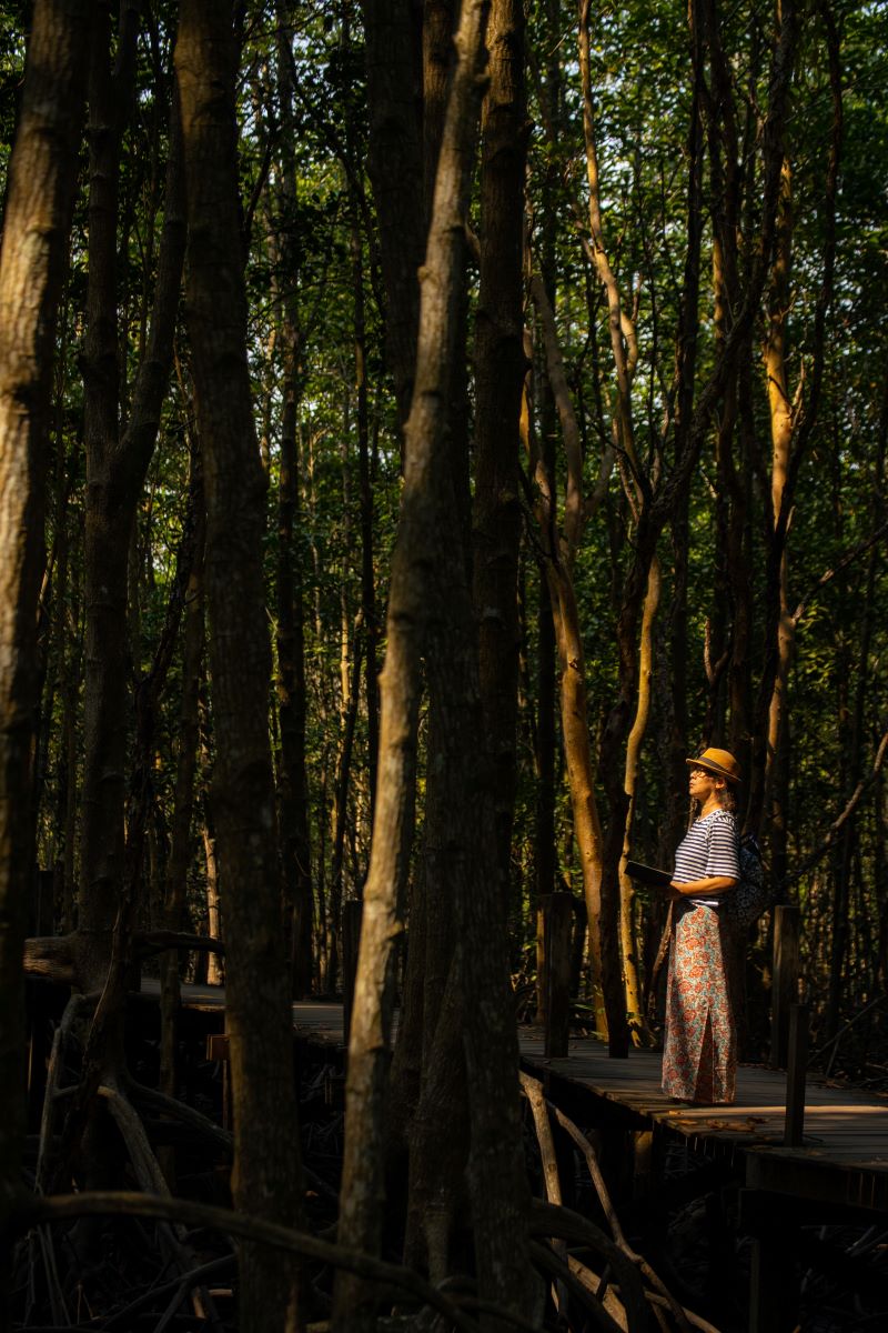 Mangrove Forest Tour, Rayong, Thailand