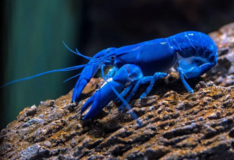Matsyadarshini Aquarium Visakhapatnam, India