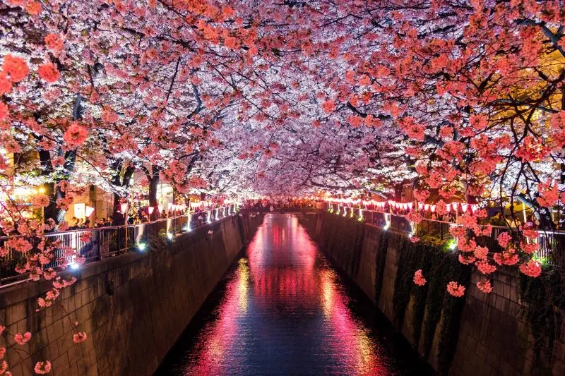 Meguro River Shinbuya, Japan