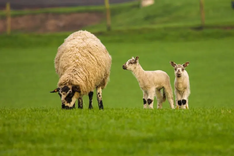 Mother Farm Chiba, Japan