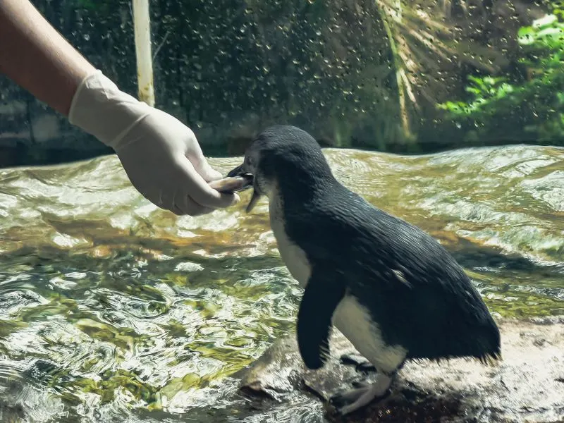 Nagasaki Penguin Aquarium, Japan
