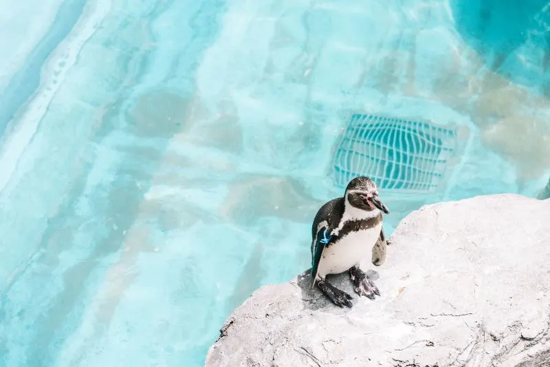 Nagasaki Penguin Aquarium, Japan