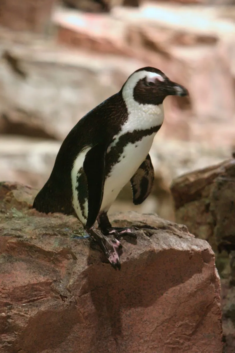 Nagasaki Penguin Aquarium, Japan