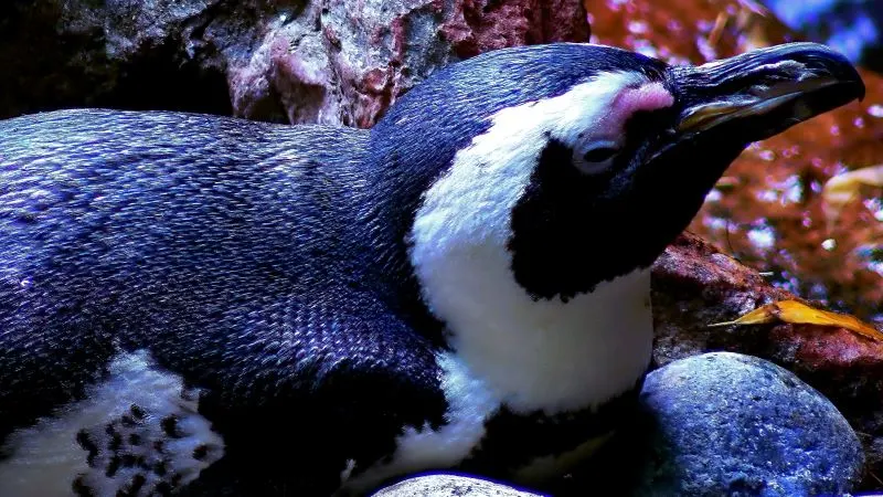 Nagasaki Penguin Aquarium, Japan