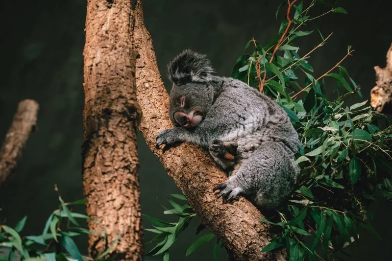 Okayama Zoo and Botanical Garden, Japan