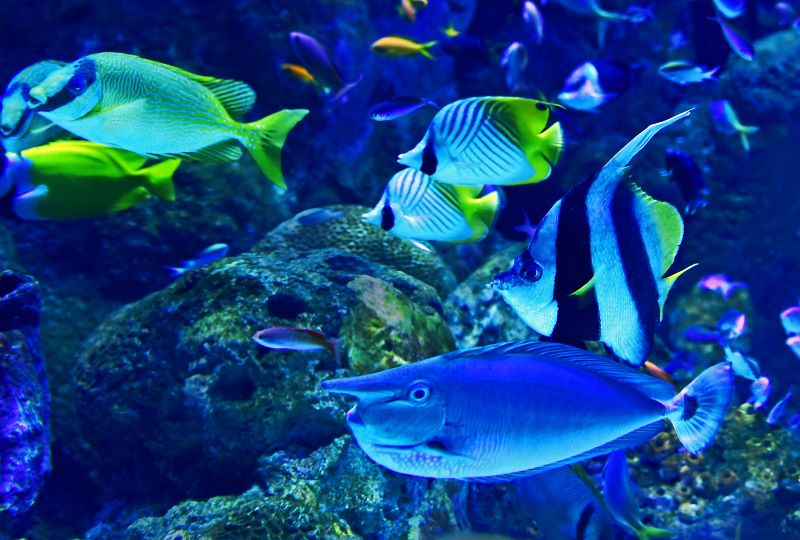 Rayong Aquarium, Thailand